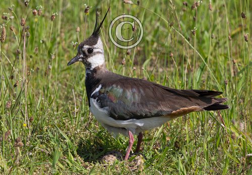Lapwing on Nest DM1686